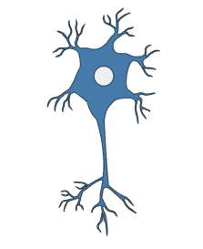 Immature Neurons - Antibodies.com